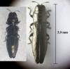 Aphanisticus emarginatus